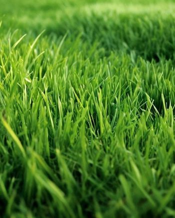 Fresh Cut Grass MMH 11372