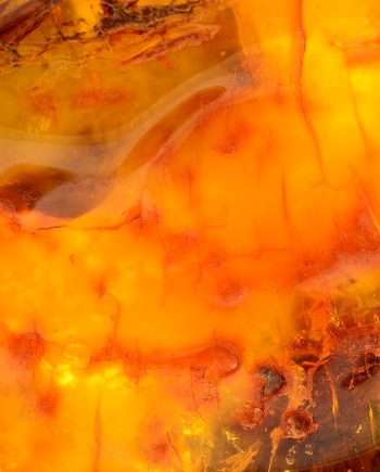 Amber Royale DBB 13134