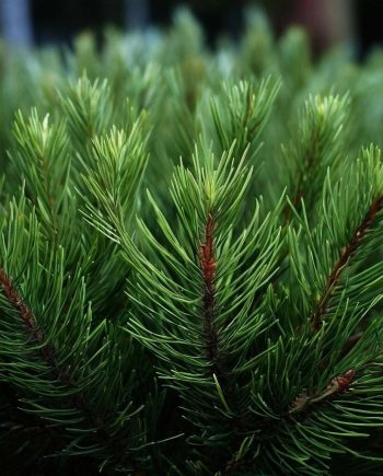 Coniferous Eucalyptus MMH 13301