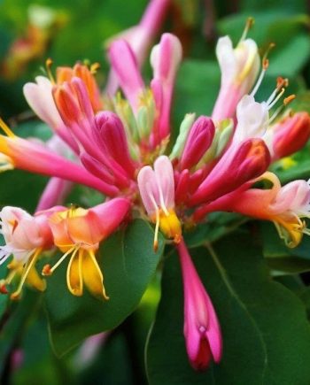 Honeysuckle MMH 13466