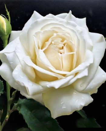 Rose White DBB 14228