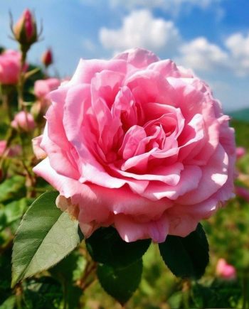 Rose Bulgarian DBB 15101