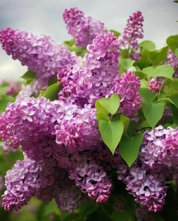 Lilac French DFB 17794