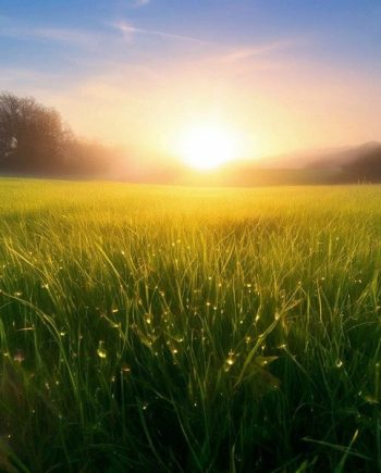 Morning Fresh DBB 18995