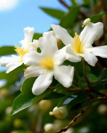 Jasmine Tropical DFB 22200