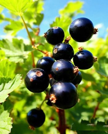 Black Currant DFB 24537