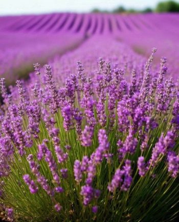 Lavender Extra ARDF 25963