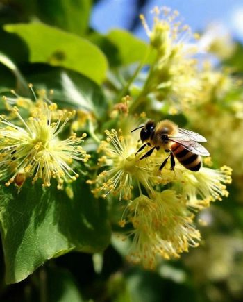 Linden Blossom DFB 35111