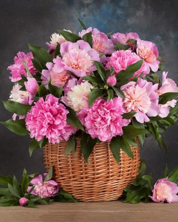 Delicate Peony DBB 39105