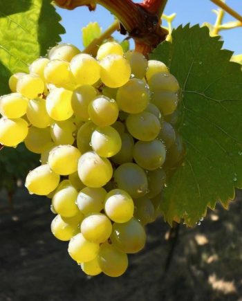 Grape / Muscatel MMH 45103