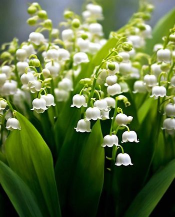 Lily of the Valley May MMH 60105