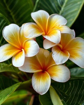 Frangipani ARDF 63893
