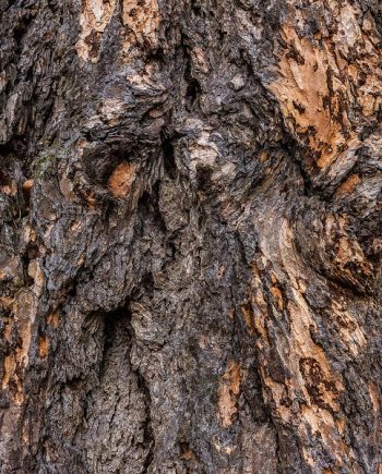 East Woody MMH 73425