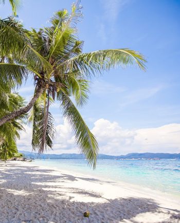 Coco Jungle DBB 74519