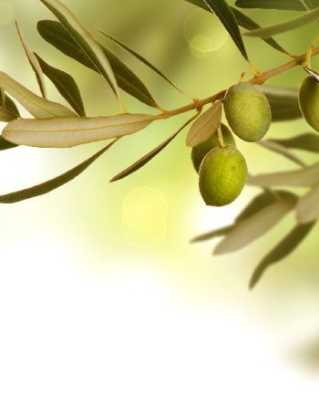 Albero Di Oliva ARDF 86651