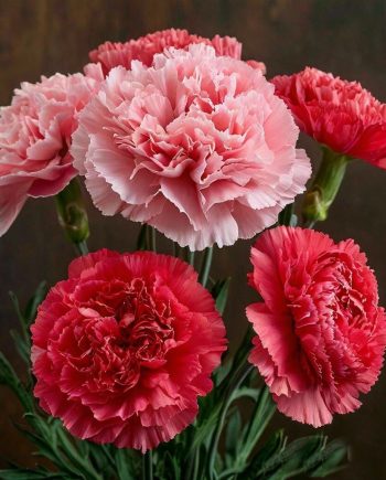 Carnation Flower DFB 27721