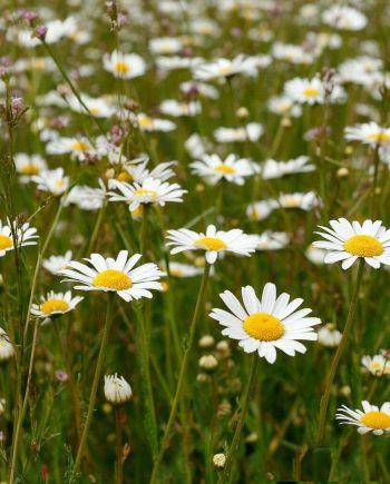 Chamomile Meadow MMH 83110