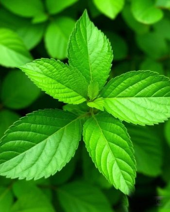 Green Leaf DFB 19838