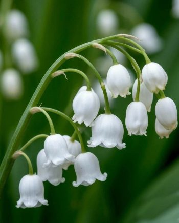 Lily of the Valley Silver DFB 18428