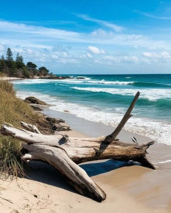 Ocean Breeze and Driftwood DBB 69830