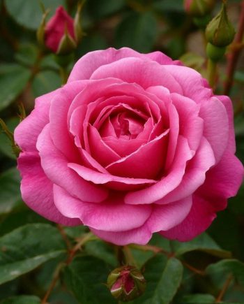 Rose Damask DBB 97100