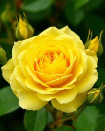 Rose Young DBB 48173