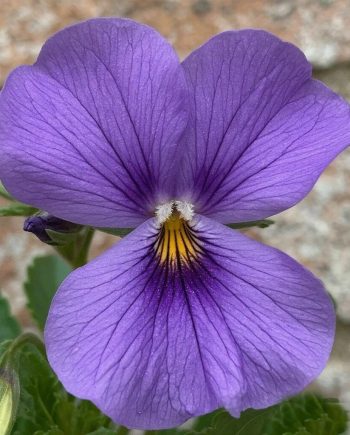 Violet Parma DBB 13600